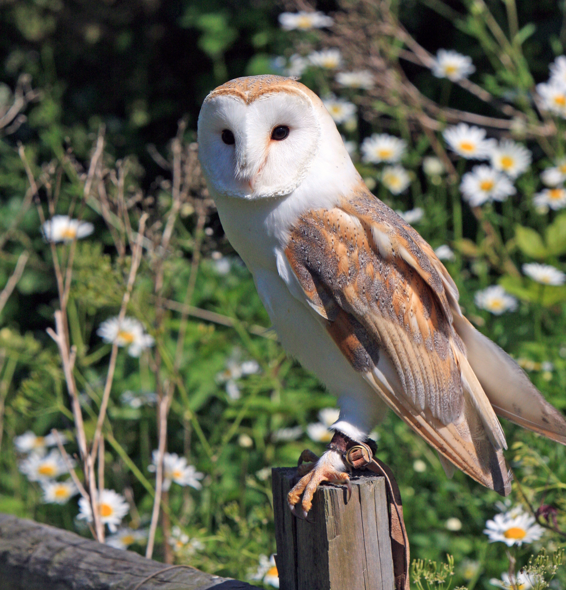 barn owl image