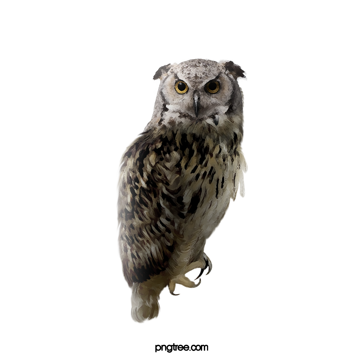 white owl image
